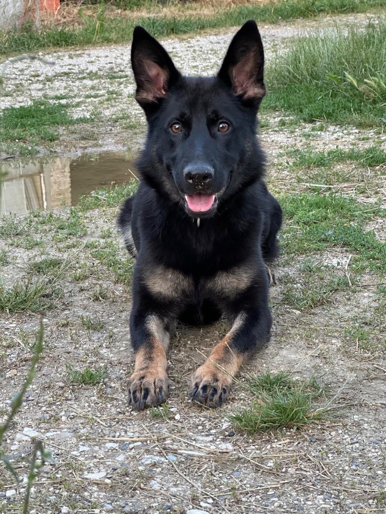 Les Berger Allemand de l'affixe Of German Lovely Dogs