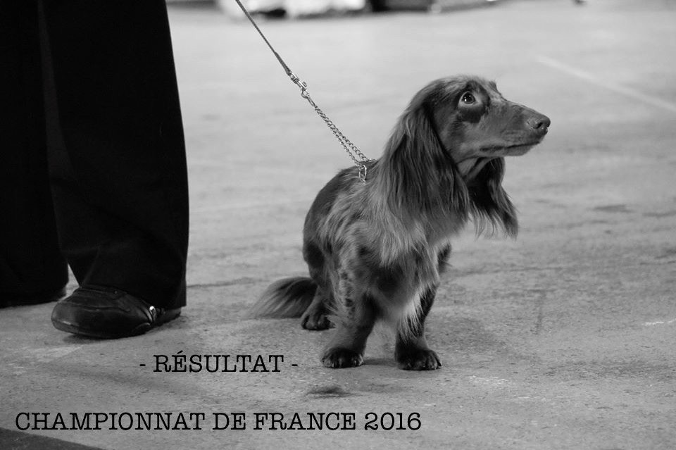 Of German Lovely Dogs - Résultat CHAMPIONNAT DE FRANCE 2016