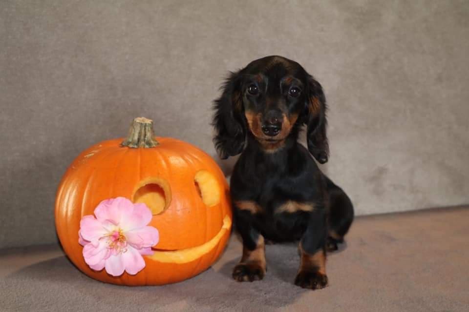 Of German Lovely Dogs - Happy Halloween !