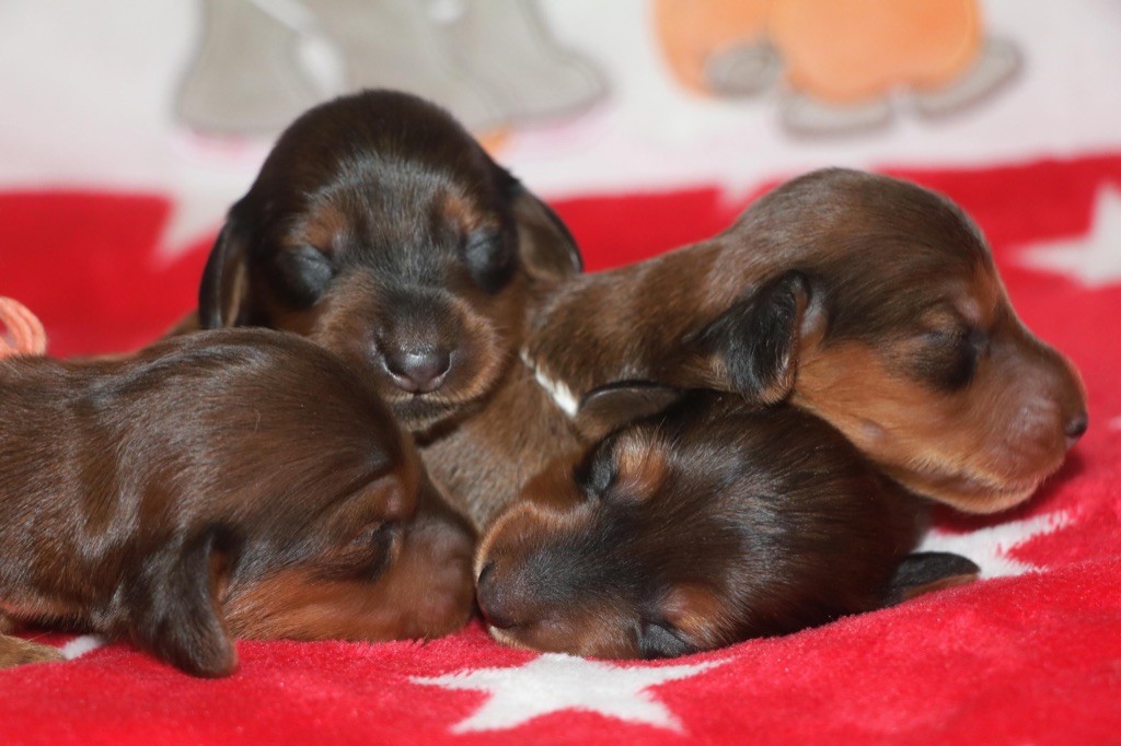 Of German Lovely Dogs - Naissance de nos bébés fauve !