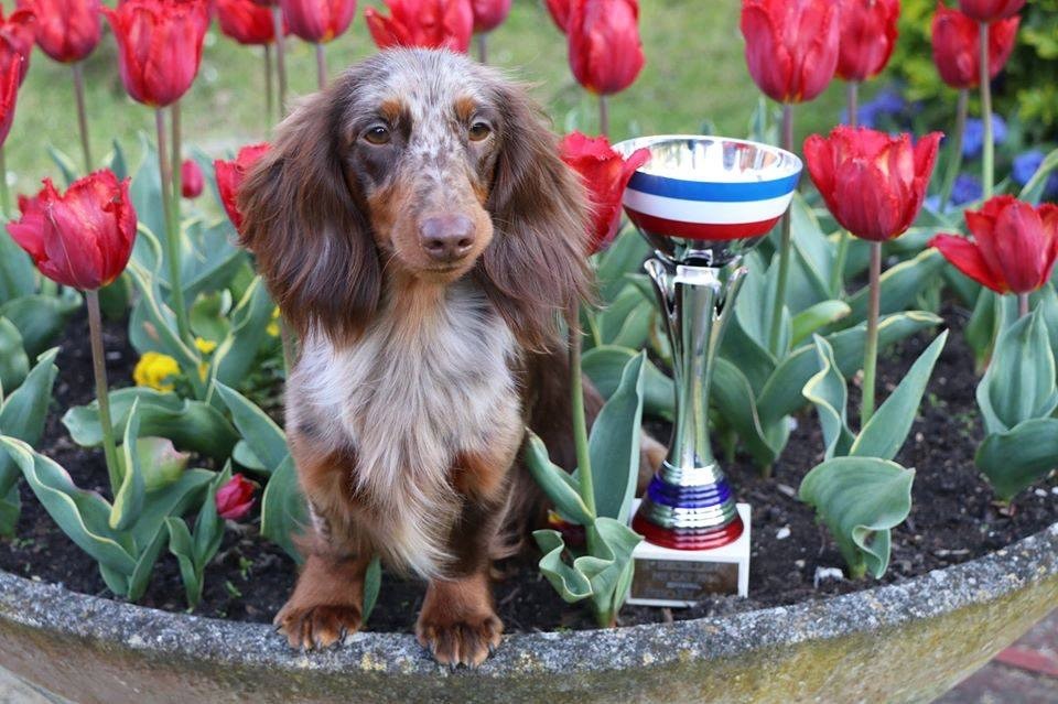 Of German Lovely Dogs - Résultats NATIONALE D'ELEVAGE 2016