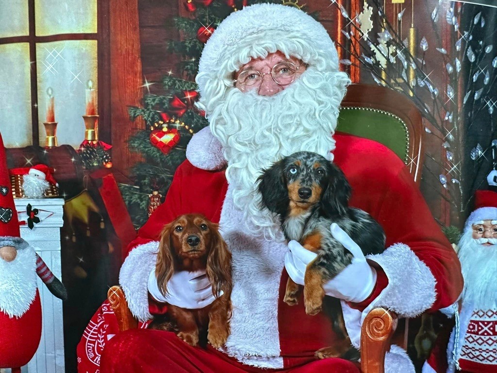 Of German Lovely Dogs - Joyeux Noël & Bonne Année !