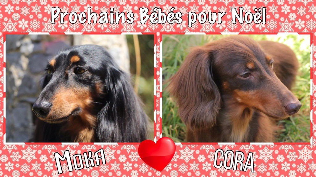 Of German Lovely Dogs - Nos Prochains Bébés