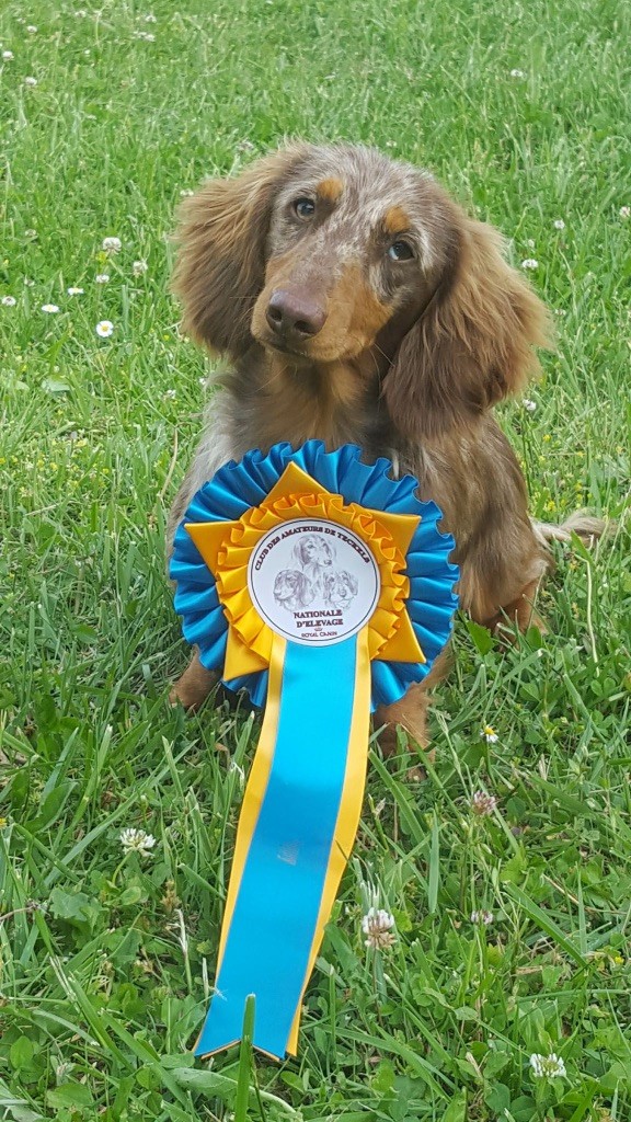 Of German Lovely Dogs - Résultats NATIONALE D'ELEVAGE 2018