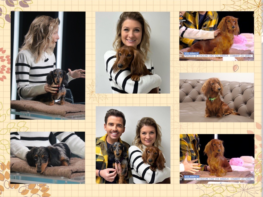 Of German Lovely Dogs - Retour sur le plateau !