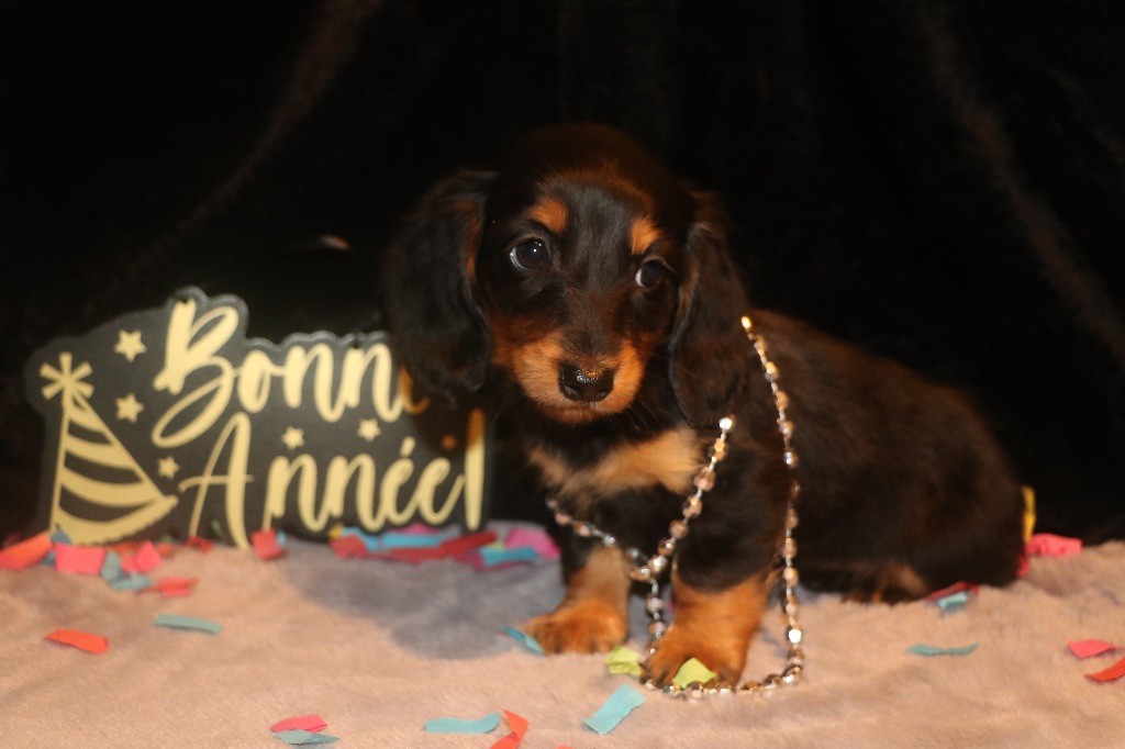 Of German Lovely Dogs - Chiot disponible  - Teckel poil long