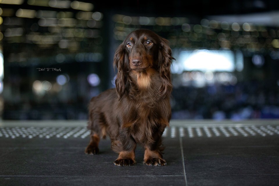 Nelson Of German Lovely Dogs