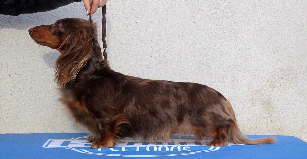 Nashville Of German Lovely Dogs