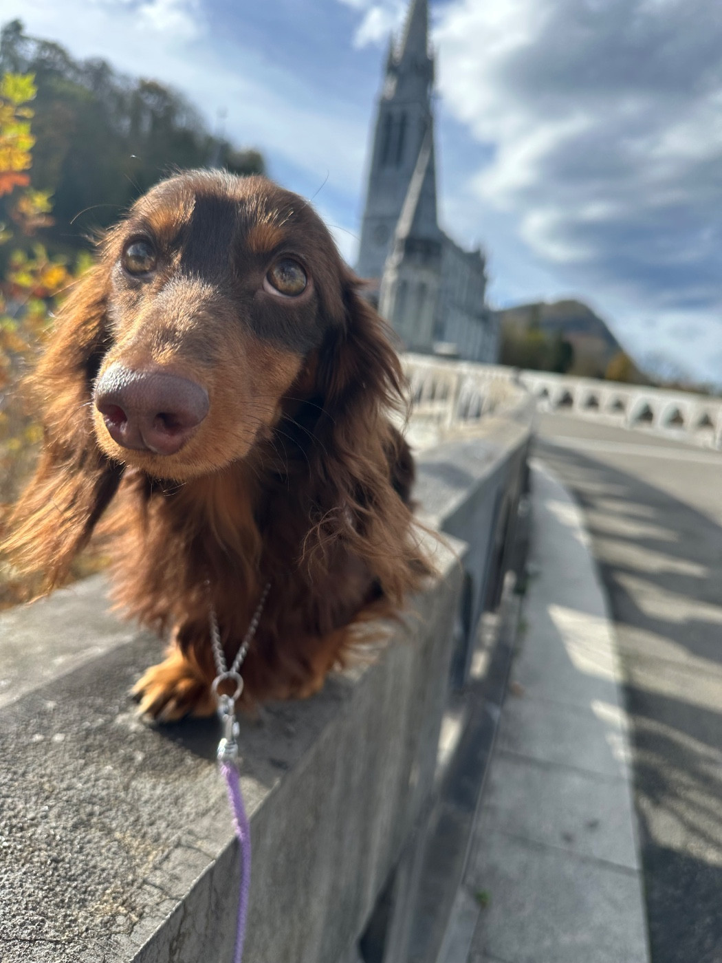 Honey bear gold saffron