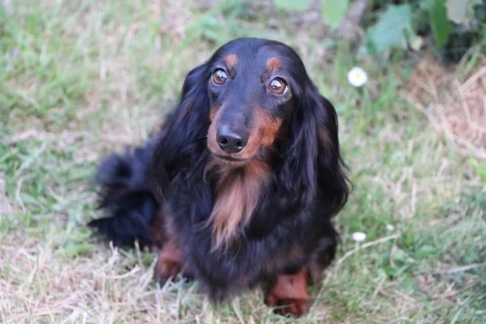 Of German Lovely Dogs - Hommage à Java....