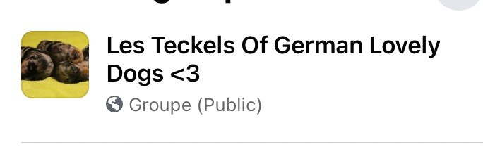 Of German Lovely Dogs - NOS BB : NEWS EN DIRECT DE LEURS FAMILLES !