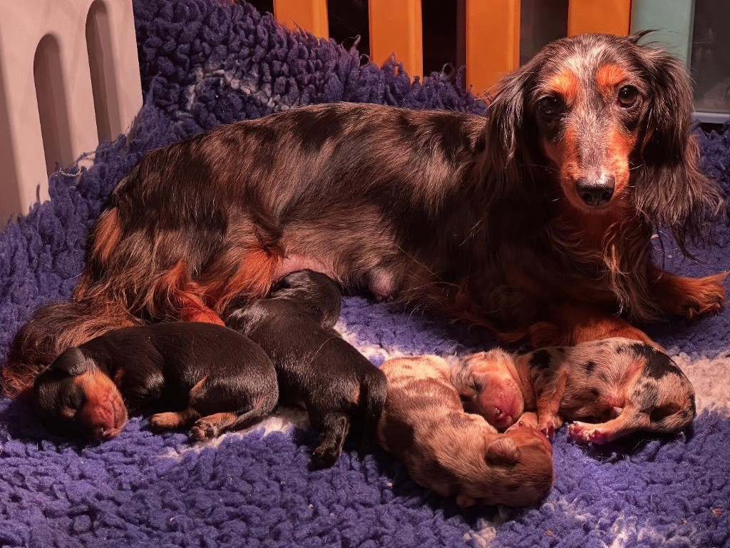 Chiot Teckel poil long Of German Lovely Dogs