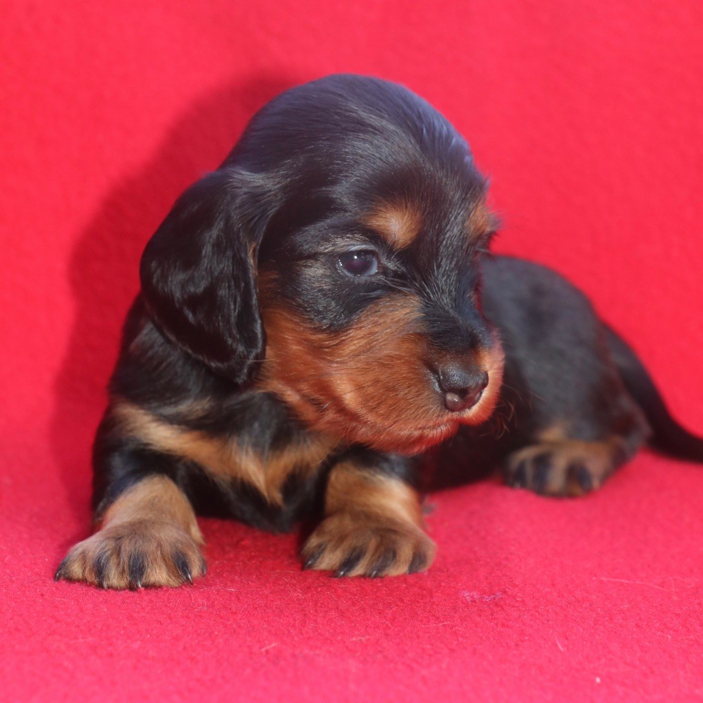Of German Lovely Dogs - Chiots disponibles - Teckel poil long