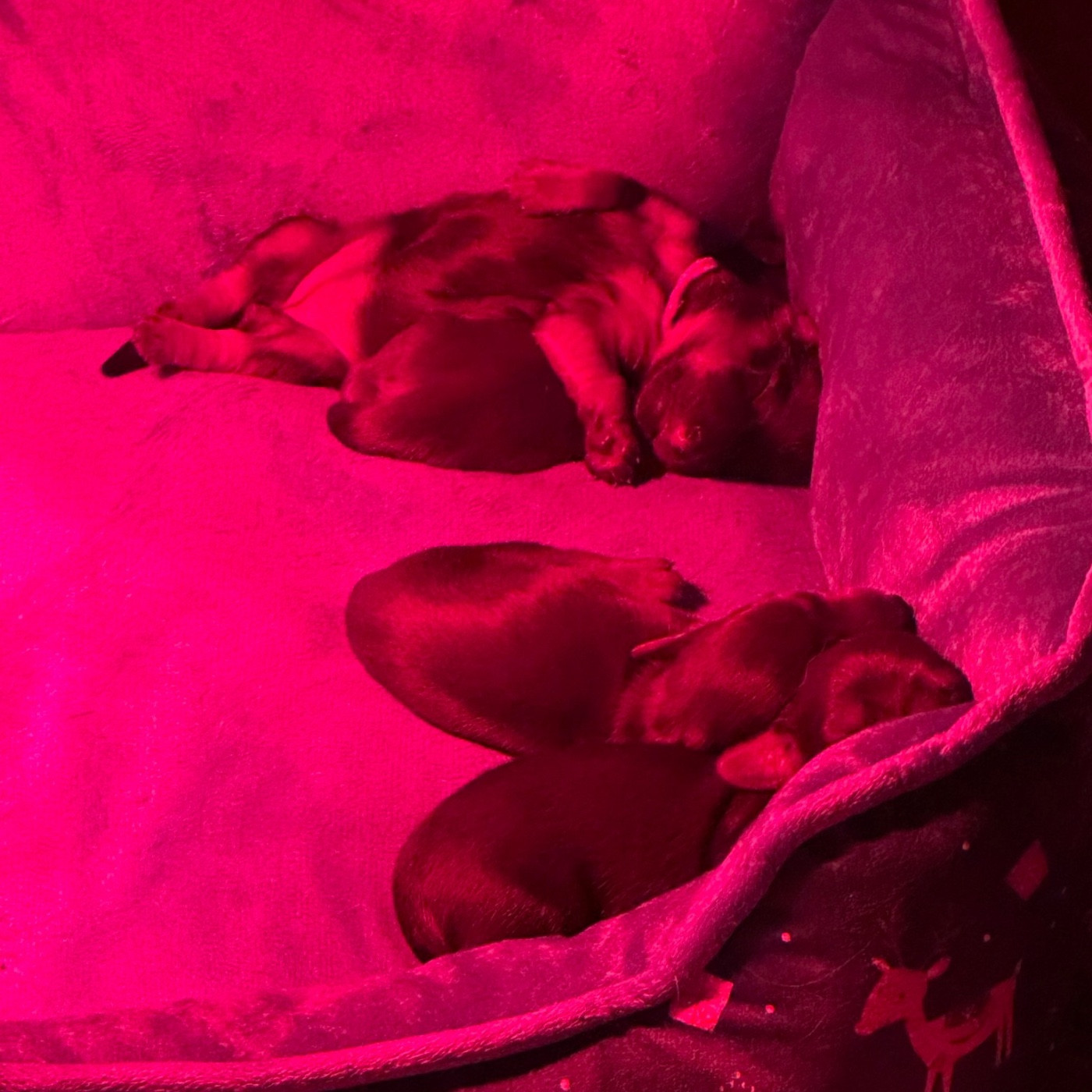 Of German Lovely Dogs - Teckel poil long - Portée née le 21/11/2025