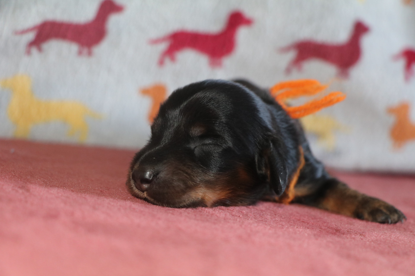 Of German Lovely Dogs - Chiots disponibles - Teckel poil long