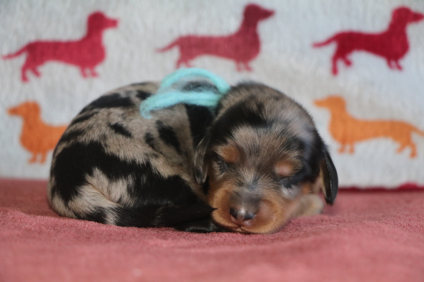 Of German Lovely Dogs - Chiots disponibles - Teckel poil long