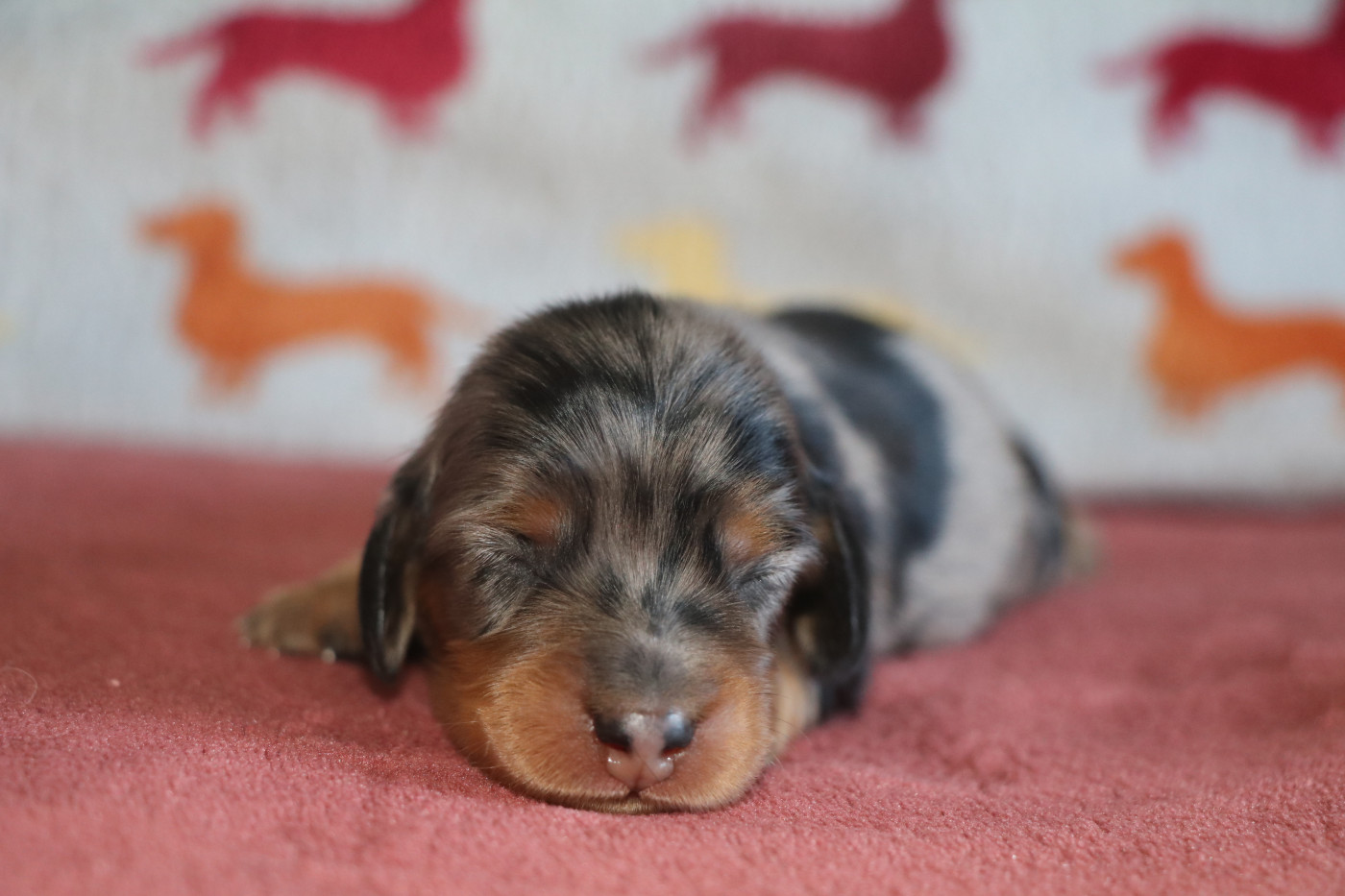 Of German Lovely Dogs - Chiots disponibles - Teckel poil long