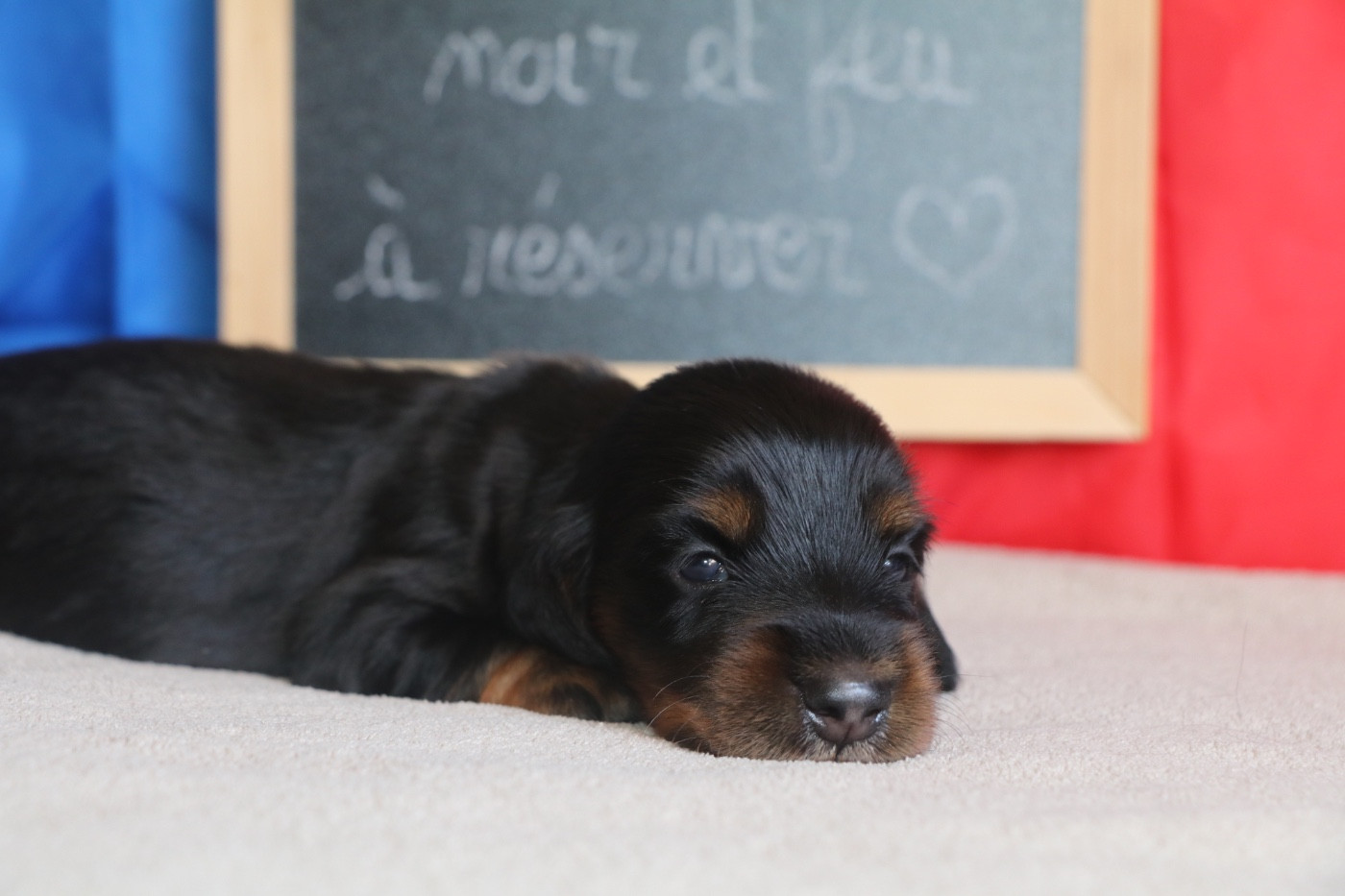 Of German Lovely Dogs - Chiots disponibles - Teckel poil long