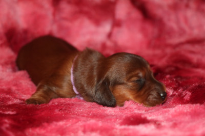 Aphrodite dit Biscotte (Collier Violet)