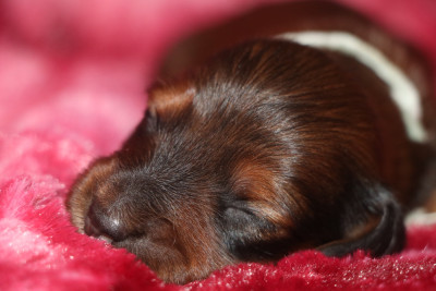 Alpine (Collier Gris/Vert)