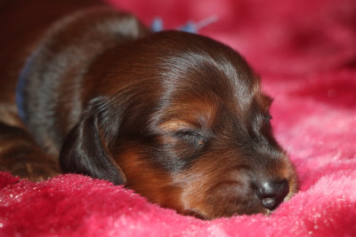 Amour dit Amilton (Collier Bleu)