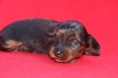 Ares
