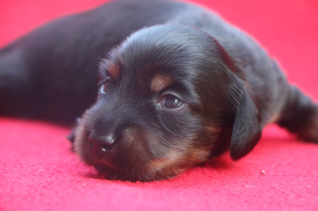 Of German Lovely Dogs - Chiots disponibles - Teckel poil long